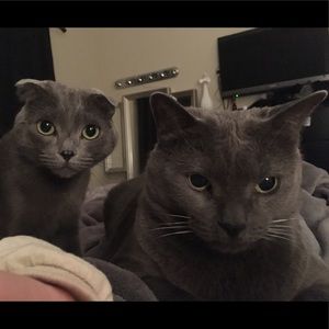 Meet your Posher, Bridgette